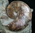 Hoploscaphite Ammonite With Preserved Jaws #6102-2